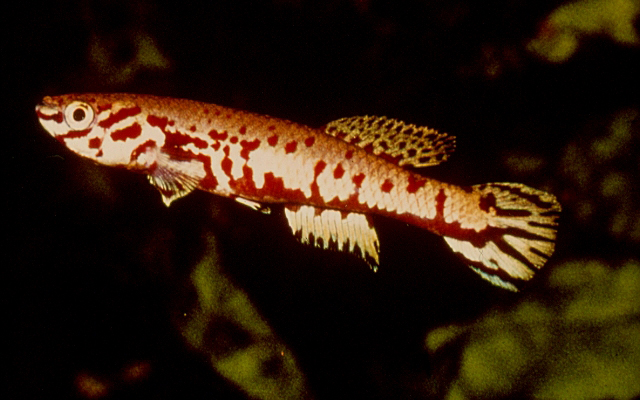 Fundulopanchax ndianus