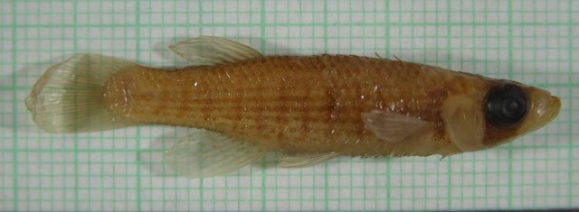 Fundulus nottii