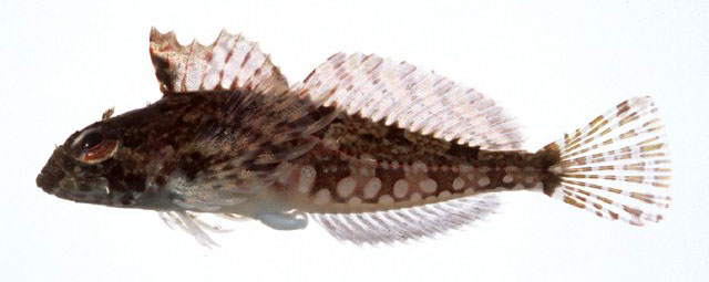 Furcina osimae