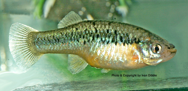 Gambusia alvarezi