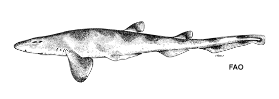 Galeus antillensis