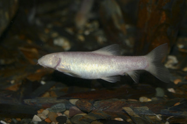 Garra barreimiae