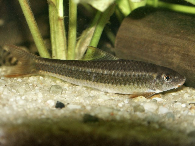 Ceratogarra cambodgiensis