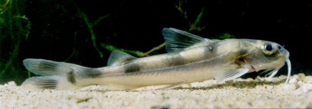 Gagata cenia
