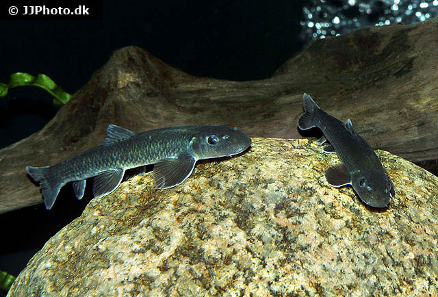 Garra congoensis