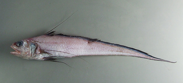 Gadomus dispar
