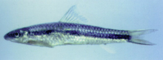 Ceratogarra fasciacauda