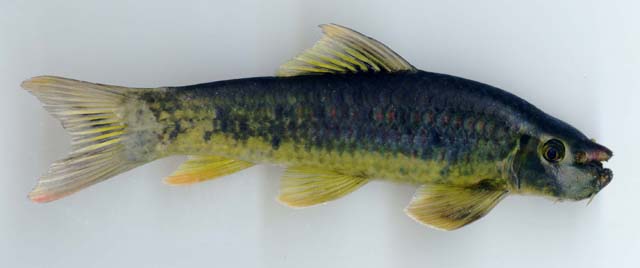 Garra stenorhynchus