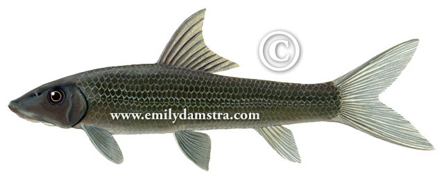Ageneiogarra imberba