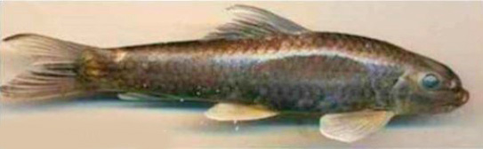 Garra kimini
