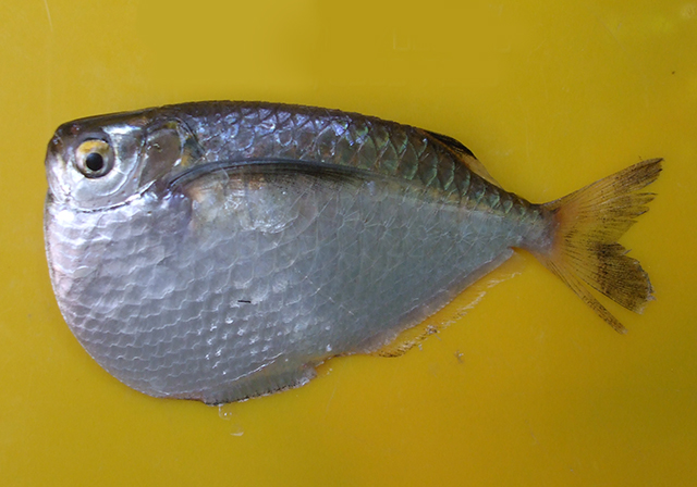 Gasteropelecus levis