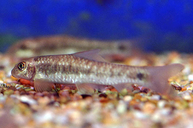 Garra lissorhynchus