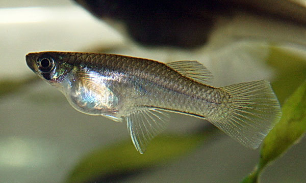 Gambusia luma