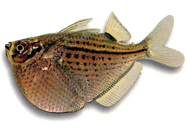 Gasteropelecus maculatus