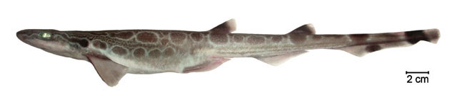 Galeus mincaronei