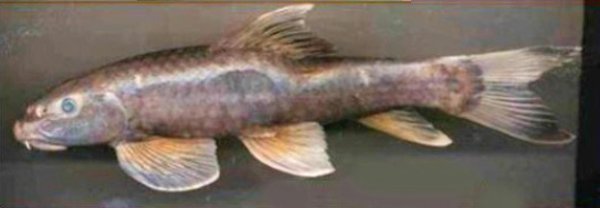 Garra nigricauda
