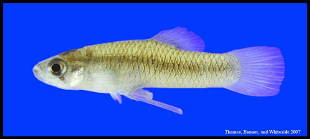 Gambusia nobilis