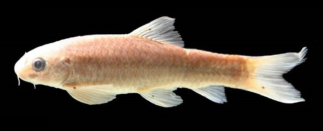 Garra palaruvica