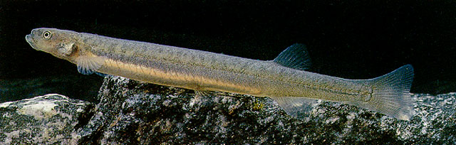 Galaxias prognathus