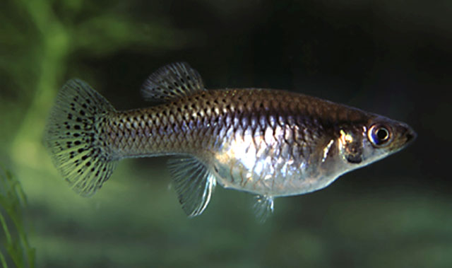 Gambusia puncticulata