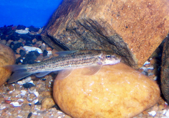 Garra surendranathanii