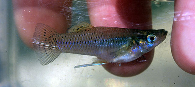 Gambusia yucatana