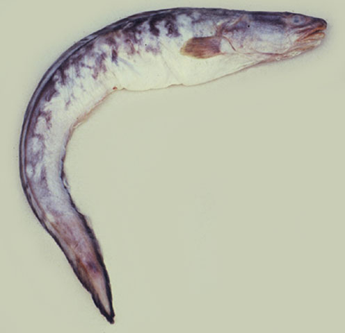 Genypterus blacodes