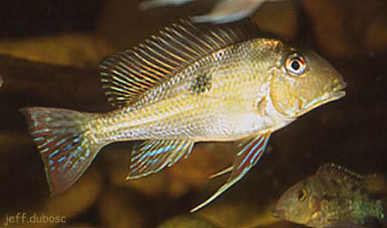 Geophagus dicrozoster