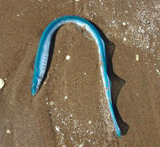 Geotria macrostoma