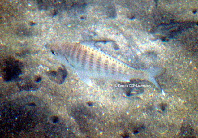 Gerres microphthalmus