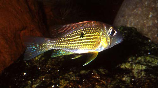Geophagus taeniopareius