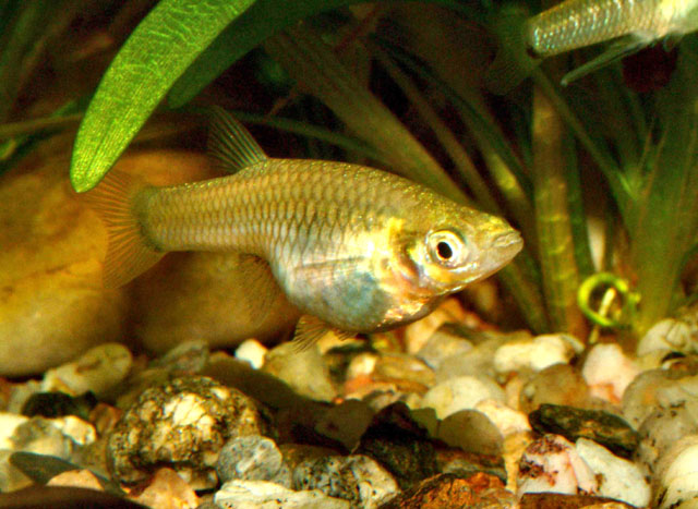 Girardinus denticulatus