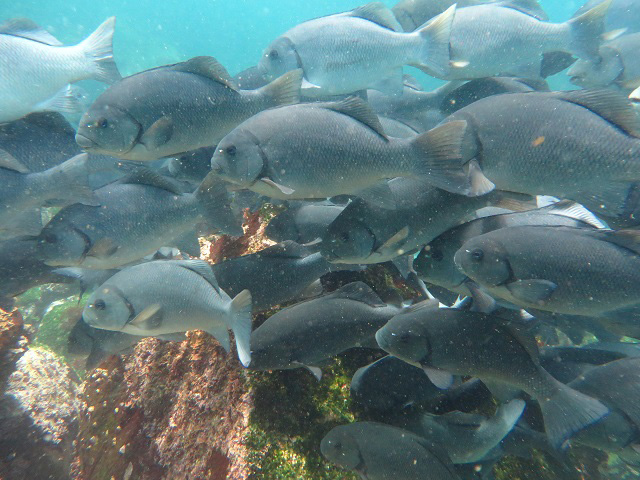 Girella freminvillii