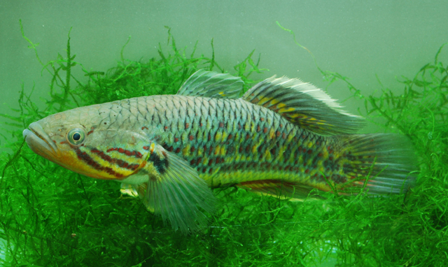 Giuris margaritaceus