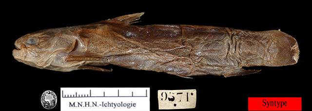 Glanidium albescens