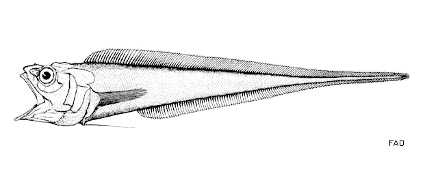 Glyptophidium argenteum