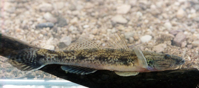 Glossogobius aureus