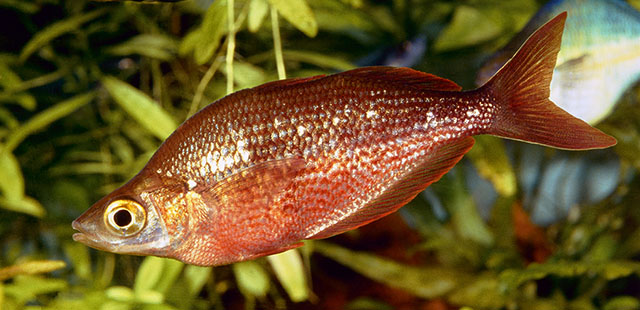 Glinc_m0.jpg