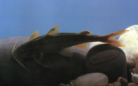 Glyptothorax interspinalum