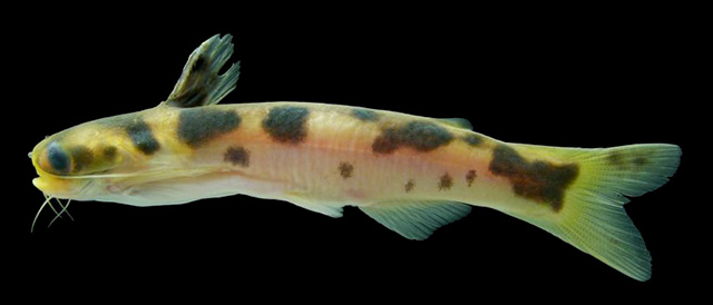 Gephyromochlus leopardus