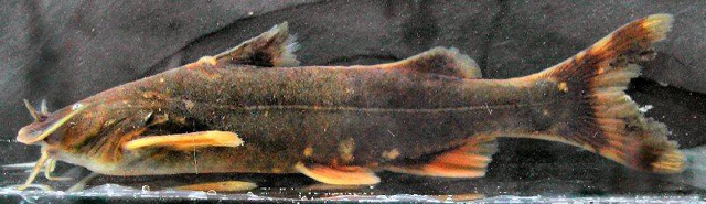 Glyptothorax schmidti