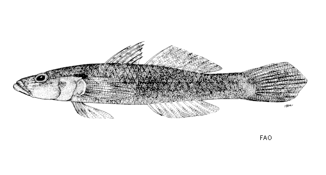 Glossogobius sparsipapillus