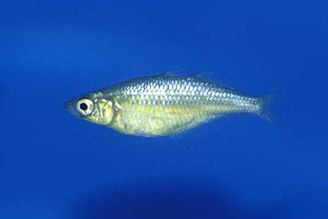 Glwan_u0.jpg