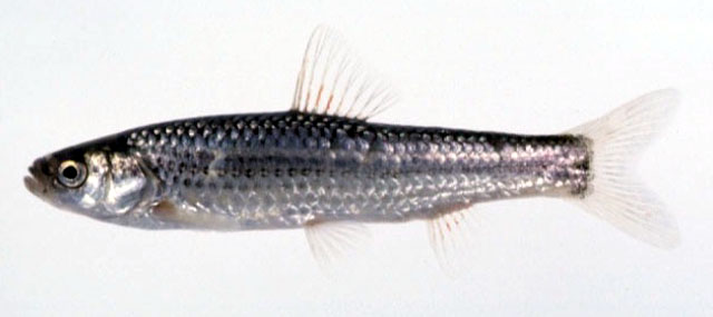 Gnathopogon caerulescens