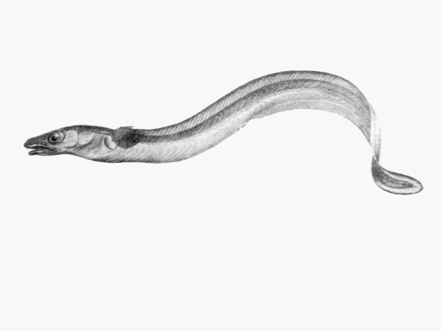 Gnathophis habenatus