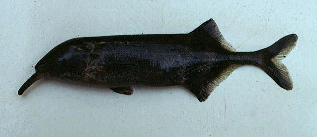 Gnathonemus longibarbis
