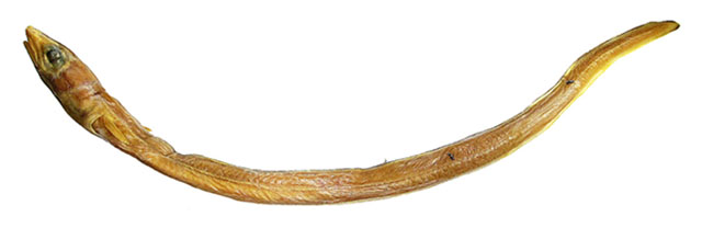 Gnathophis smithi