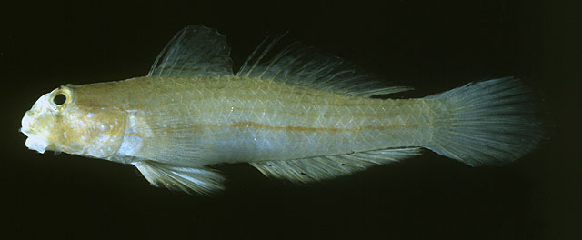 Gnspp_u7.jpg