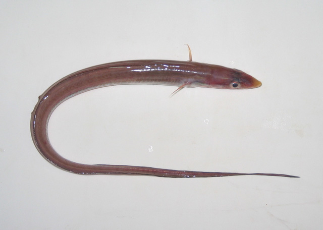 Gnathophis xenica