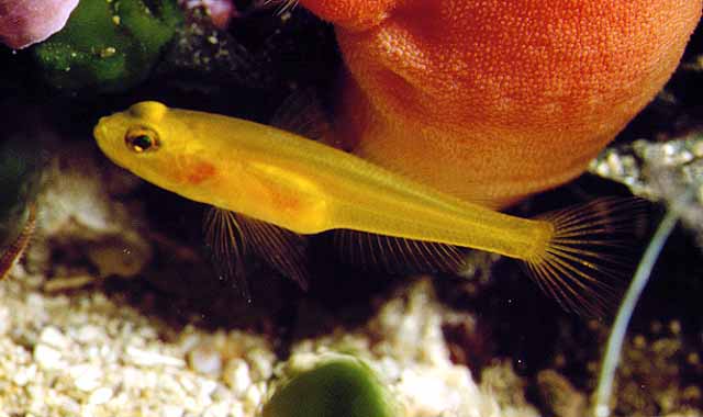Gobius auratus